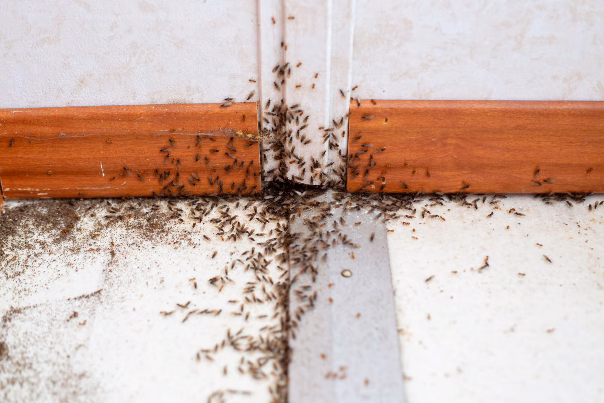 Formigas em Casa: Espécies Perigosas e Como Eliminar