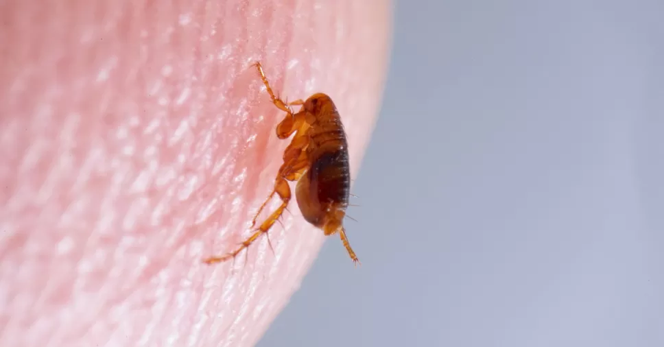 Pulgas e Carrapatos em Casa: Guia de Eliminação