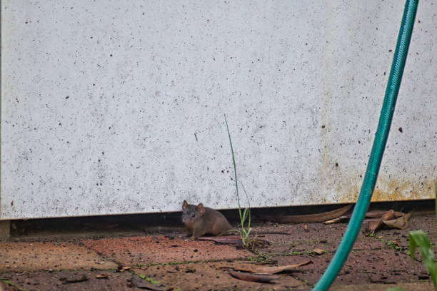 Controle de Ratos e Roedores