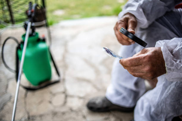 Dengue e Aedes aegypti: Controle de Pragas Protege sua Família