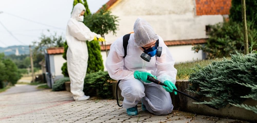 Como Saber se a Dedetização Fez Efeito?